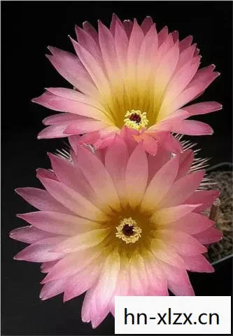 优昙花,月下仙人的神秘花朵 优昙花,月下仙人的神秘花朵
