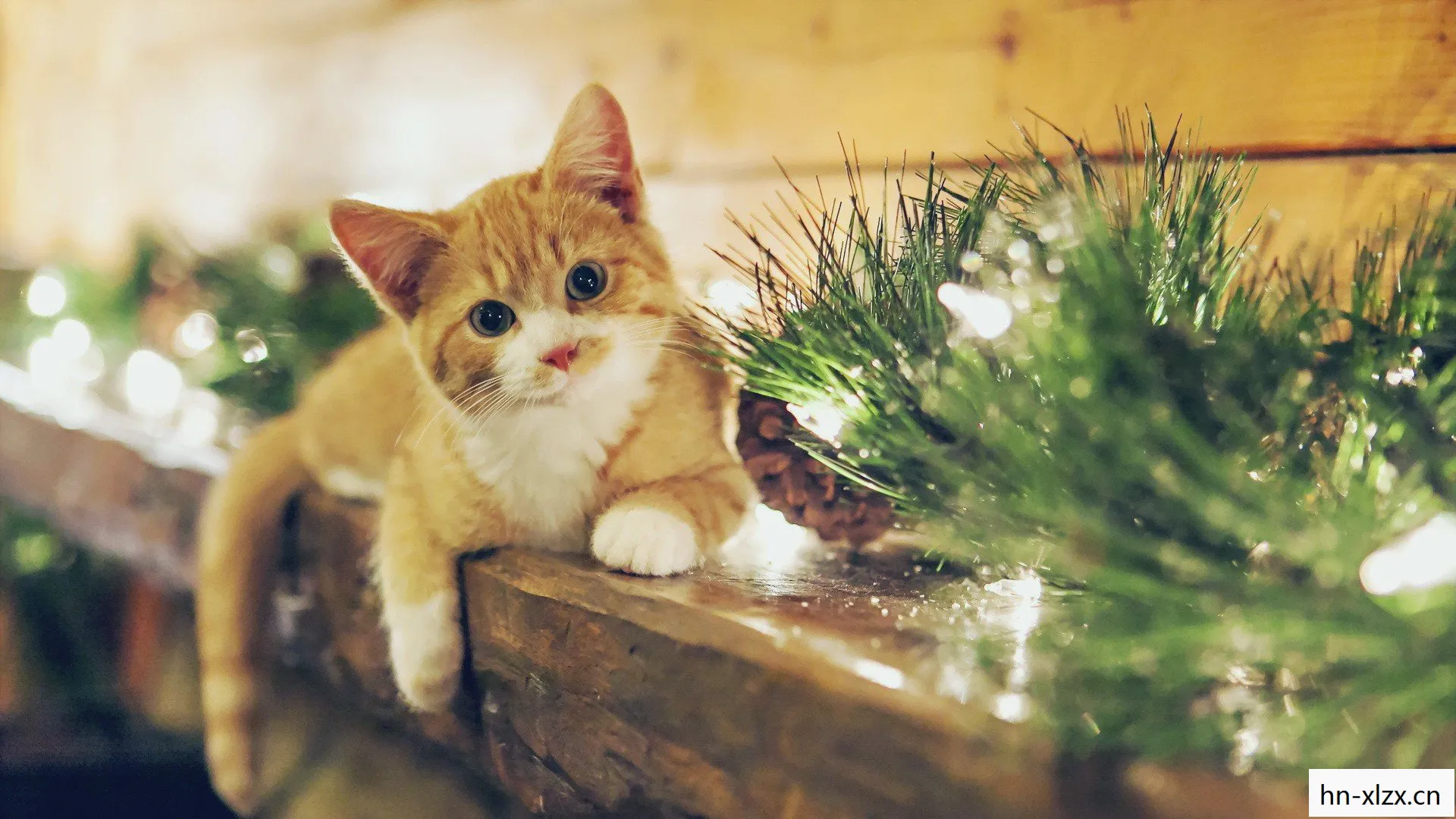 喵吉，猫咪的奇妙世界与我们的日常生活
