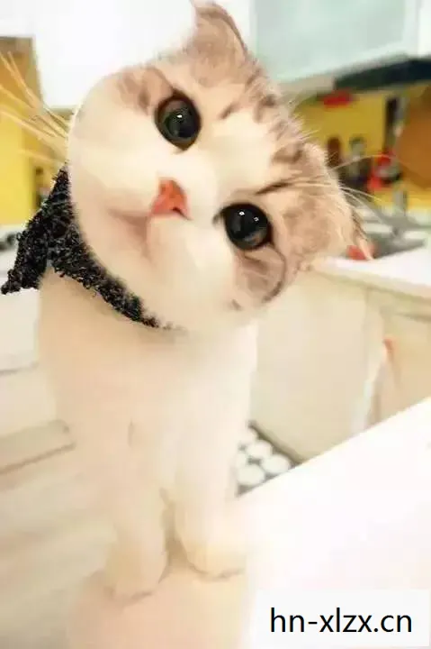 喵吉，猫咪的奇妙世界与我们的日常生活