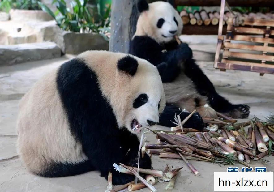 萌宠界的屁王传奇图片