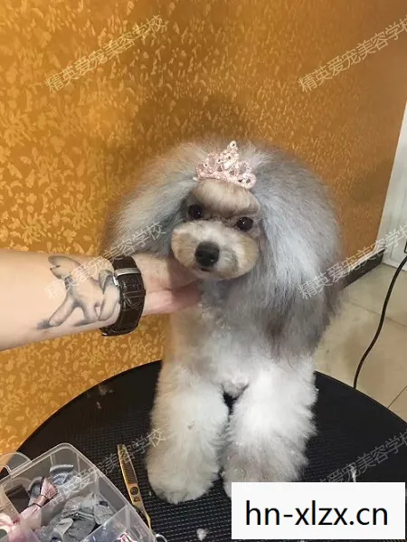 剑灵宠物美容师，打造你的专属萌宠
