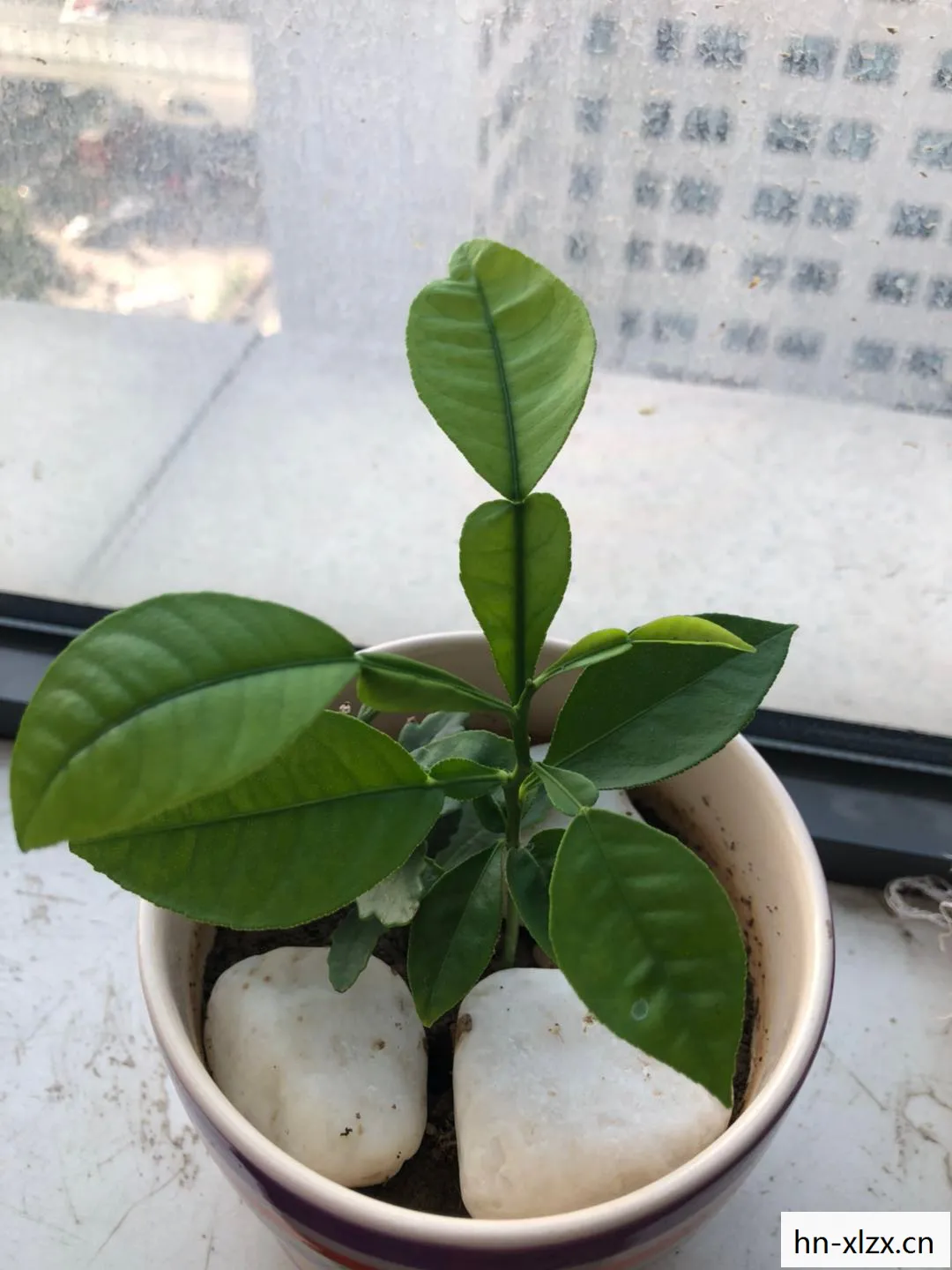 柚叶香的功效与作用及禁忌是什么,柚叶,自然馈赠的芳香疗愈师 柚叶香的功效与作用及禁忌是什么,柚叶,自然馈赠的芳香疗愈师