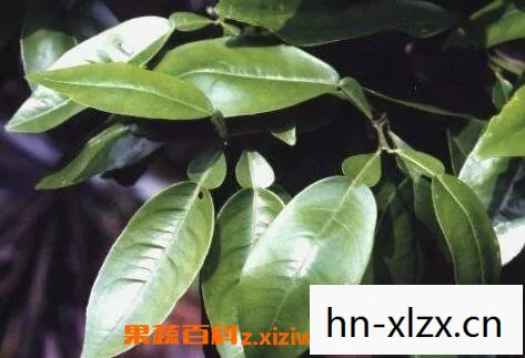 柚叶香的功效与作用及禁忌是什么,柚叶,自然馈赠的芳香疗愈师 柚叶香的功效与作用及禁忌是什么,柚叶,自然馈赠的芳香疗愈师