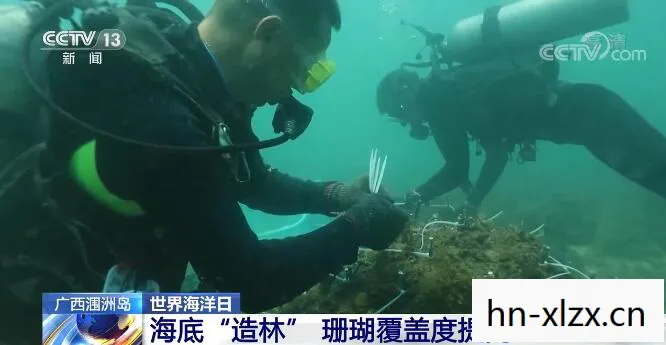 鱼叉，海洋生态的守护者还是非法捕捞的利器？