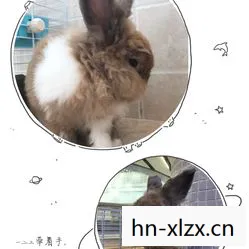 萌宠背后的故事与养护指南图片