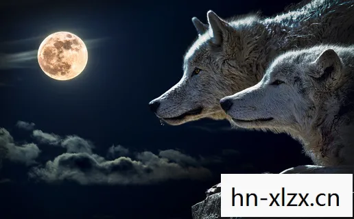 人类与野生动物的生存博弈图片