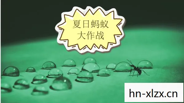 蚂蚁大作战中文版下载，蚂蚁大作战中文版，一场微观世界的策略盛宴
