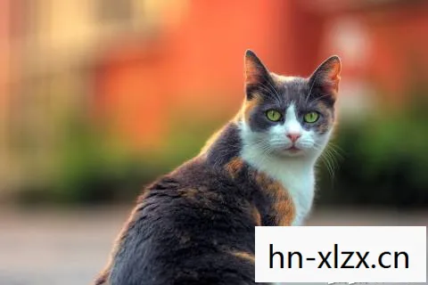 扑猫M0P，扑猫，一场关于爱与责任的温馨故事