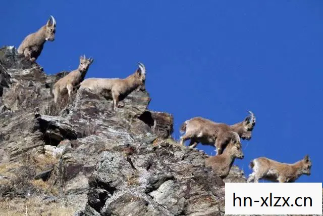 探秘北山羊，高山上的神秘居民
