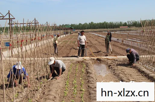 种菜游戏农场，种菜游戏，虚拟田园中的乐趣与收获