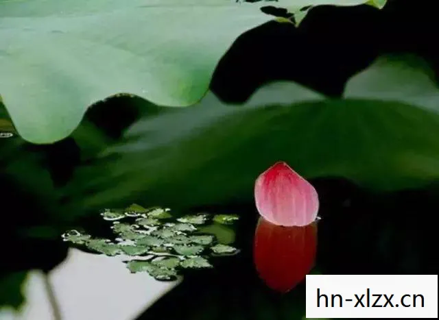 诗蕾，绽放于文字间的温柔力量